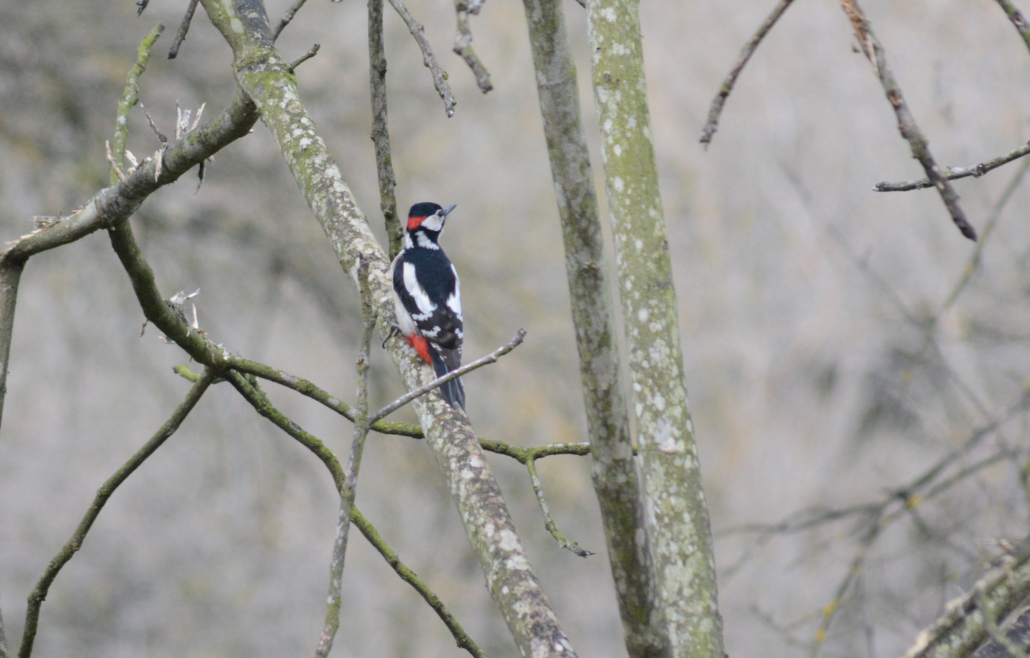 Sigma 70-300mm F4-5.6 APO DG Macro sample photo. Nature's colors : great spotted woodpecker photography