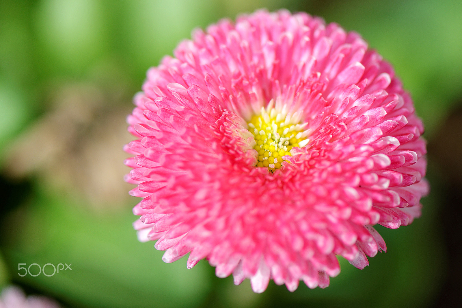 Nikon AF-S Micro-Nikkor 105mm F2.8G IF-ED VR sample photo. Pompom gift photography