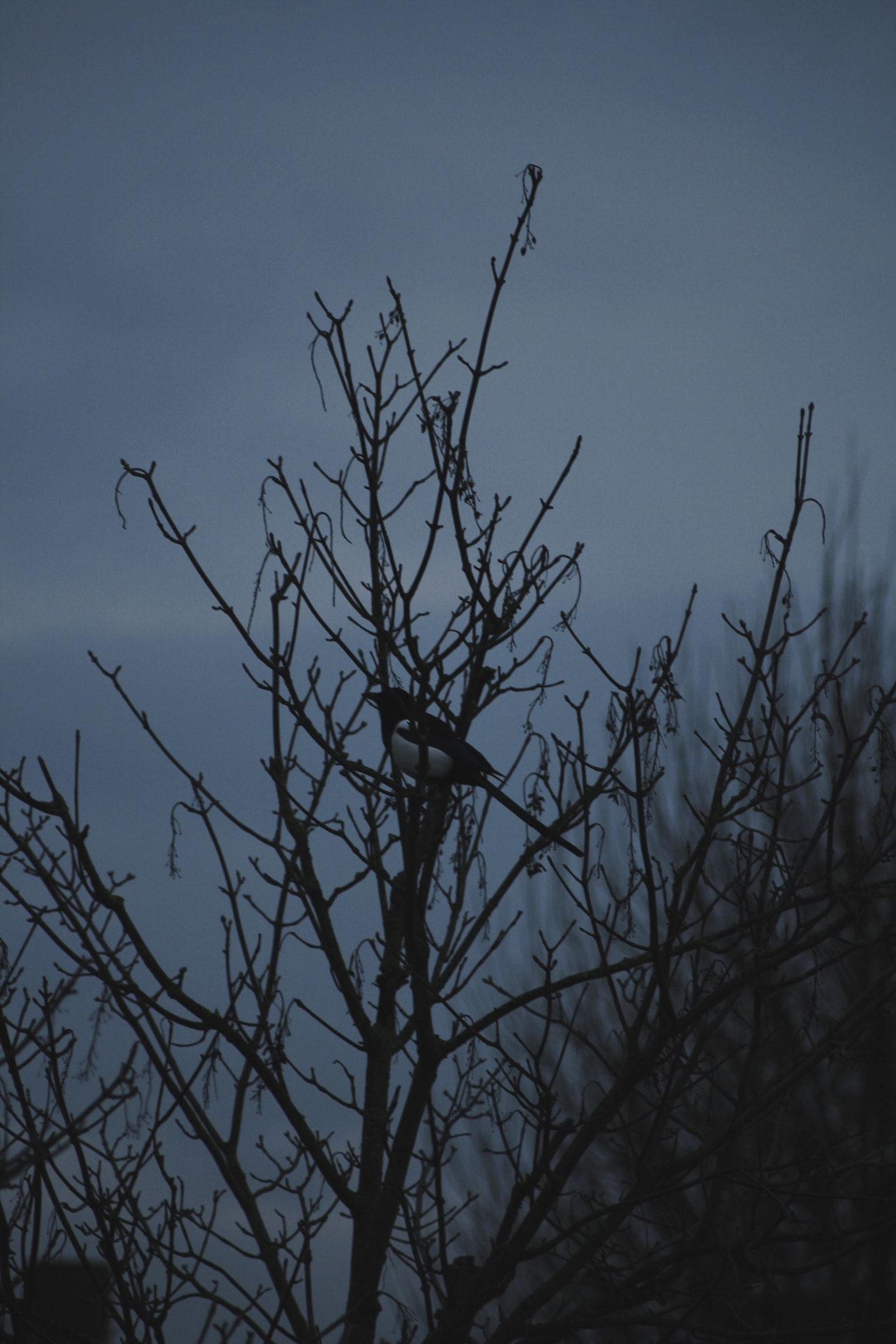 Sigma 50-200mm F4-5.6 DC OS HSM sample photo. Life like a bird photography