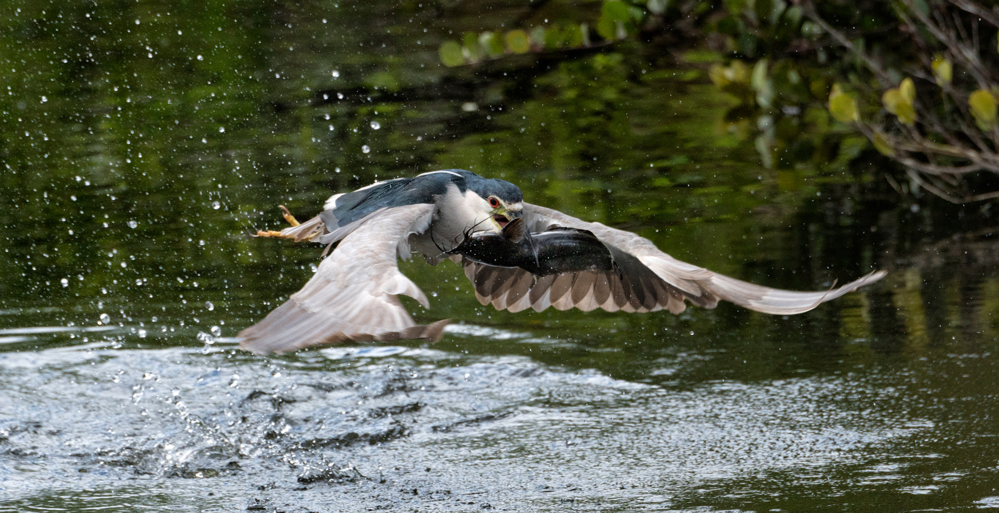 Nikon D500 sample photo. Black crown night heron with catfish photography