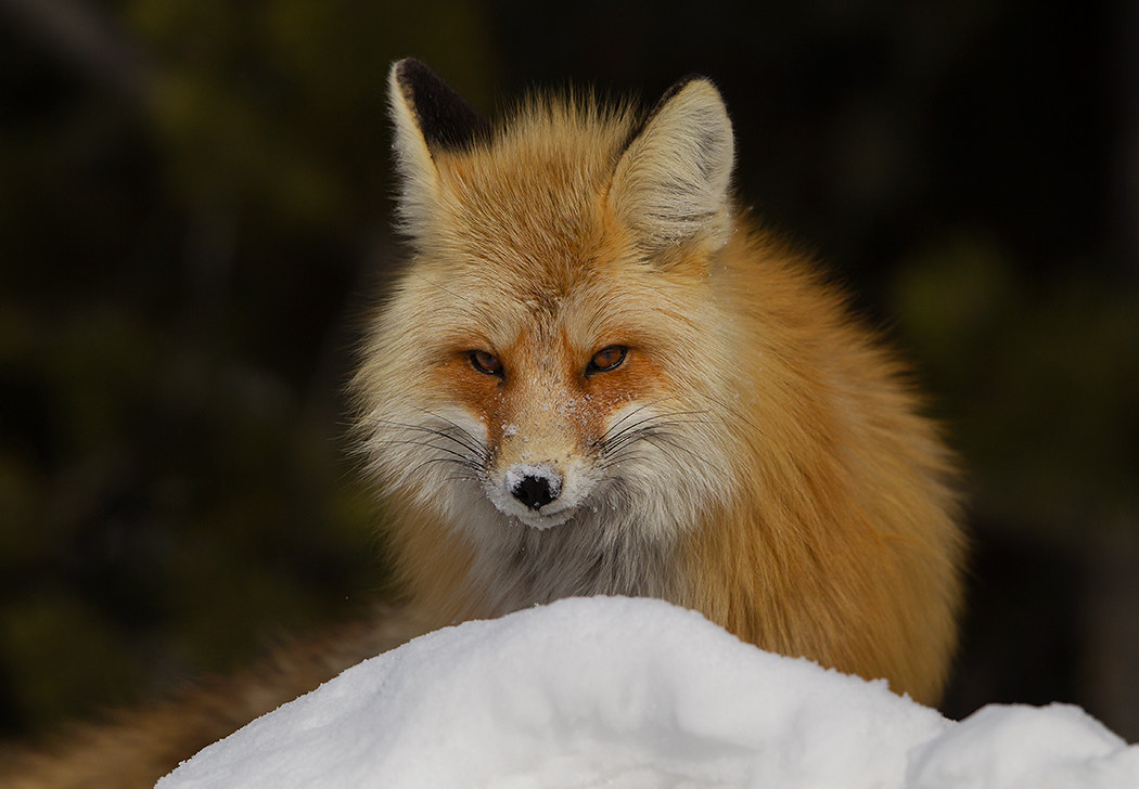 Canon EOS-1D Mark IV + Canon EF 500mm F4L IS II USM sample photo. Red fox photography