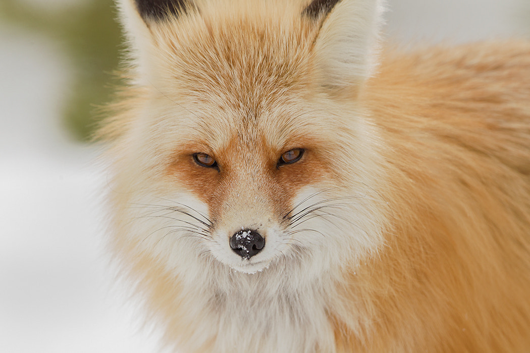 Canon EOS-1D Mark IV + Canon EF 500mm F4L IS II USM sample photo. Red fox photography
