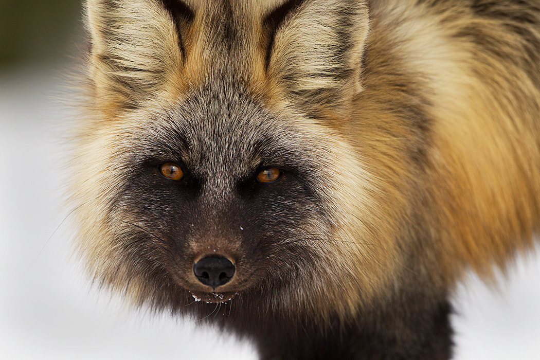 Canon EOS-1D Mark IV + Canon EF 500mm F4L IS II USM sample photo. Red fox cross fox photography