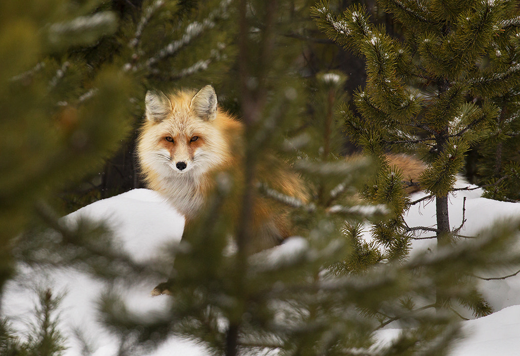 Canon EOS-1D Mark IV + Canon EF 100-400mm F4.5-5.6L IS II USM sample photo. Red fox photography