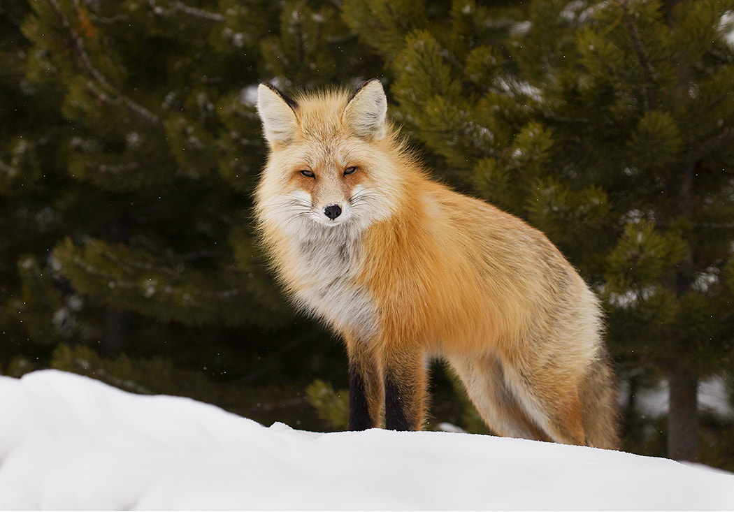Canon EOS-1D Mark IV sample photo. Red fox photography