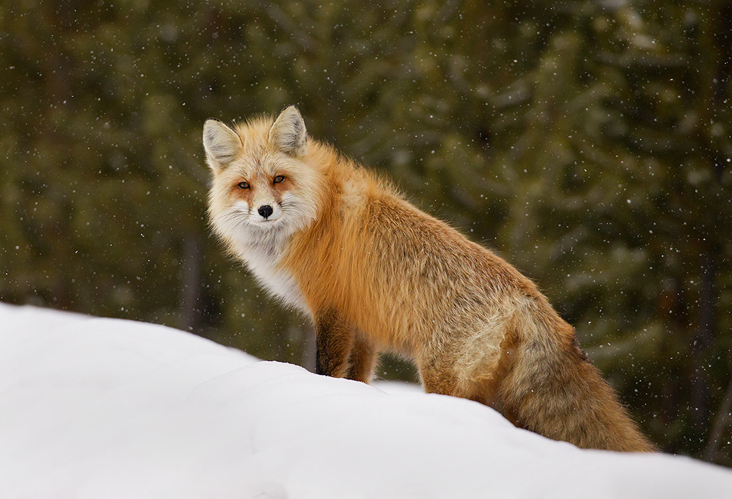 Canon EOS-1D Mark IV sample photo. Red fox photography