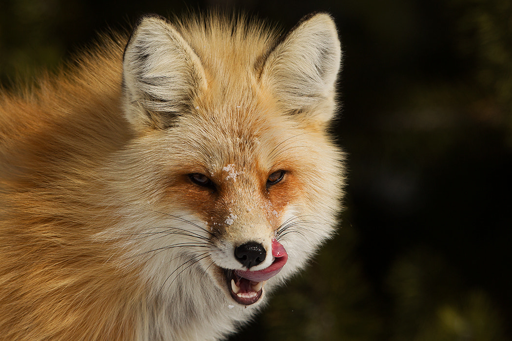 Canon EF 500mm F4L IS II USM sample photo. Red fox photography