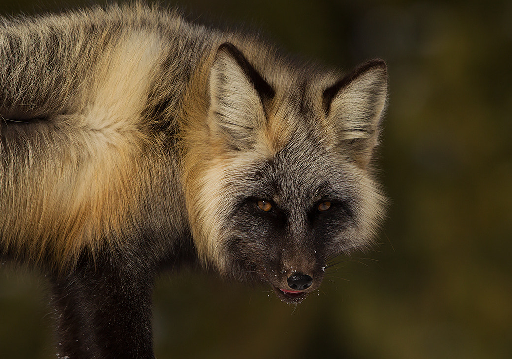 Canon EOS-1D Mark IV + Canon EF 500mm F4L IS II USM sample photo. Red fox cross fox photography