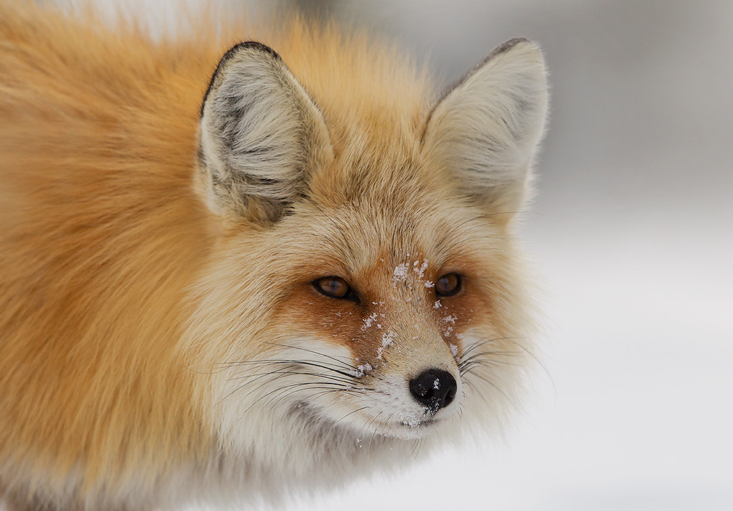Canon EOS-1D Mark IV + Canon EF 500mm F4L IS II USM sample photo. Red fox photography