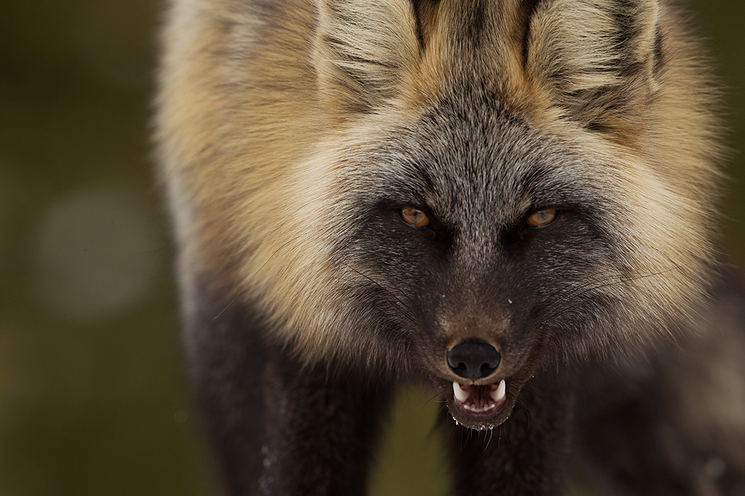 Canon EF 500mm F4L IS II USM sample photo. Red fox cross fox photography