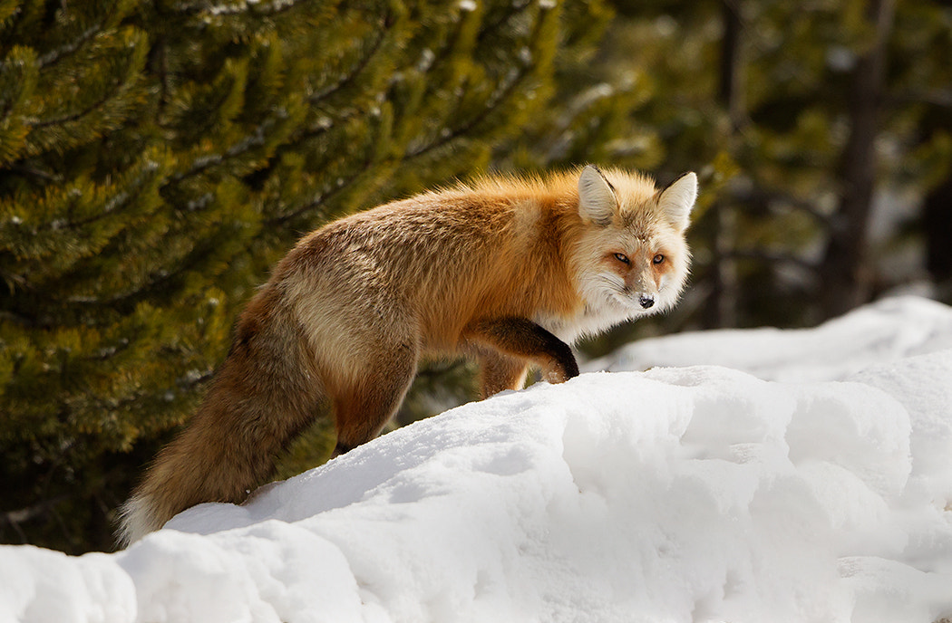 Canon EOS-1D Mark IV + Canon EF 500mm F4L IS II USM sample photo. Red fox web photography