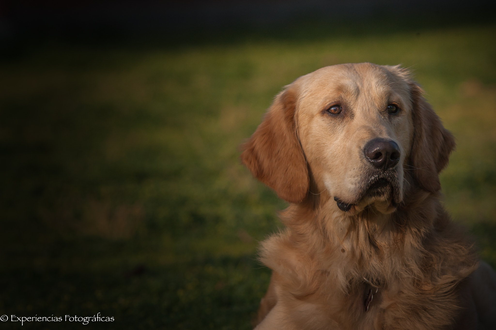 Canon EOS-1D Mark III + Canon EF 100-400mm F4.5-5.6L IS USM sample photo. Kevin, my golden retriever photography
