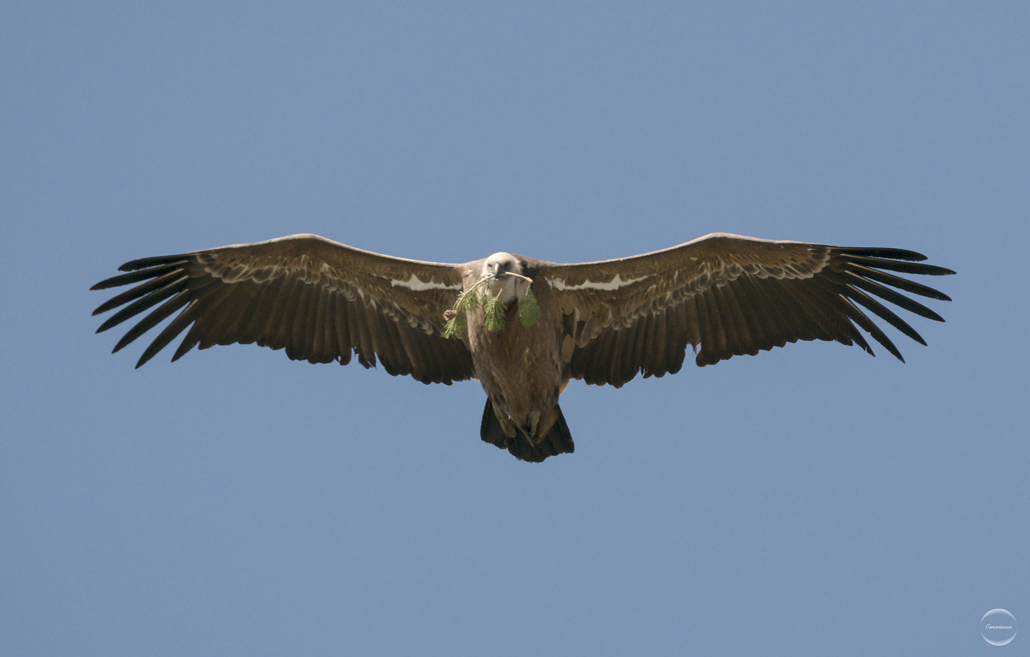 Fujifilm X-Pro2 + Fujifilm XF 100-400mm F4.5-5.6 R LM OIS WR sample photo. Vulture - sierra la cabrera photography