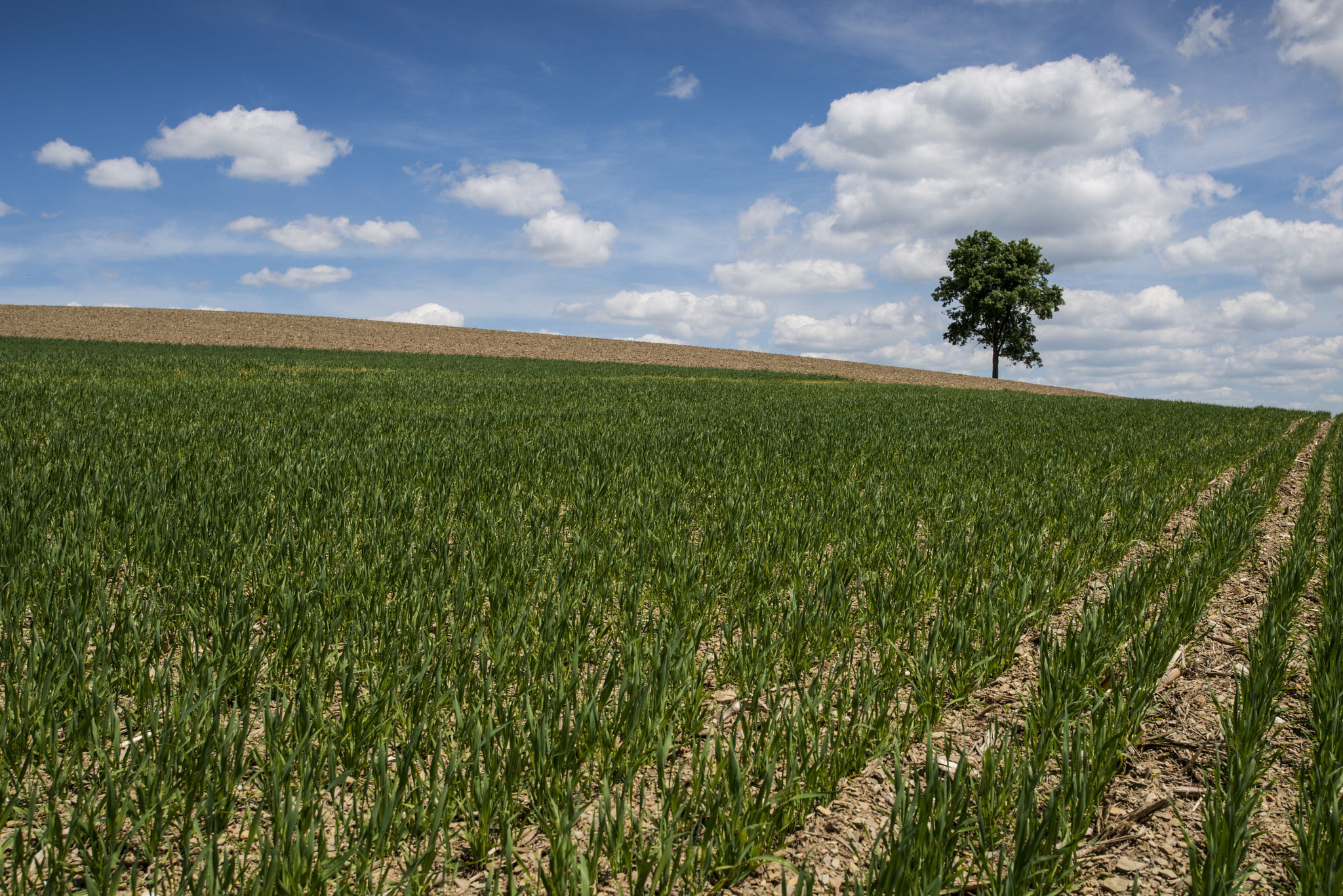 Nikon D800 + Nikon AF-S Nikkor 18-35mm F3.5-4.5G ED sample photo. Solitary tree in field photography