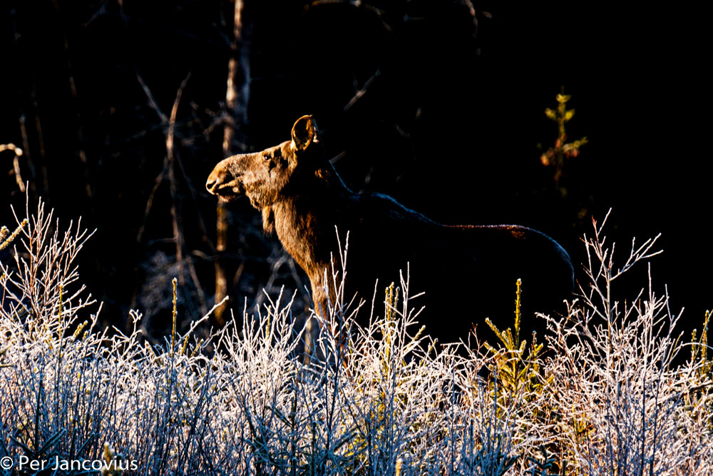 Tamron SP 150-600mm F5-6.3 Di VC USD sample photo. Moose photography