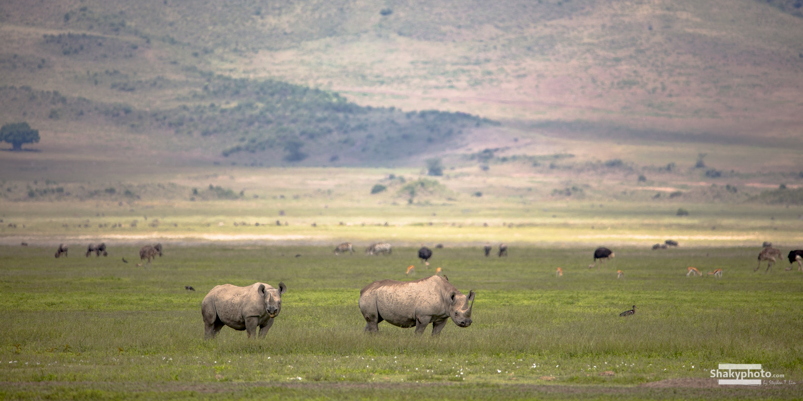 Canon EOS 5DS R + Canon EF 200-400mm F4L IS USM Extender 1.4x sample photo. Black rhino photography