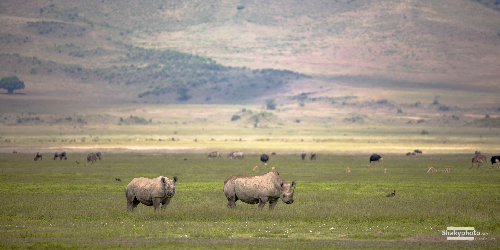 Canon EF 200-400mm F4L IS USM Extender 1.4x sample photo. Black rhino photography
