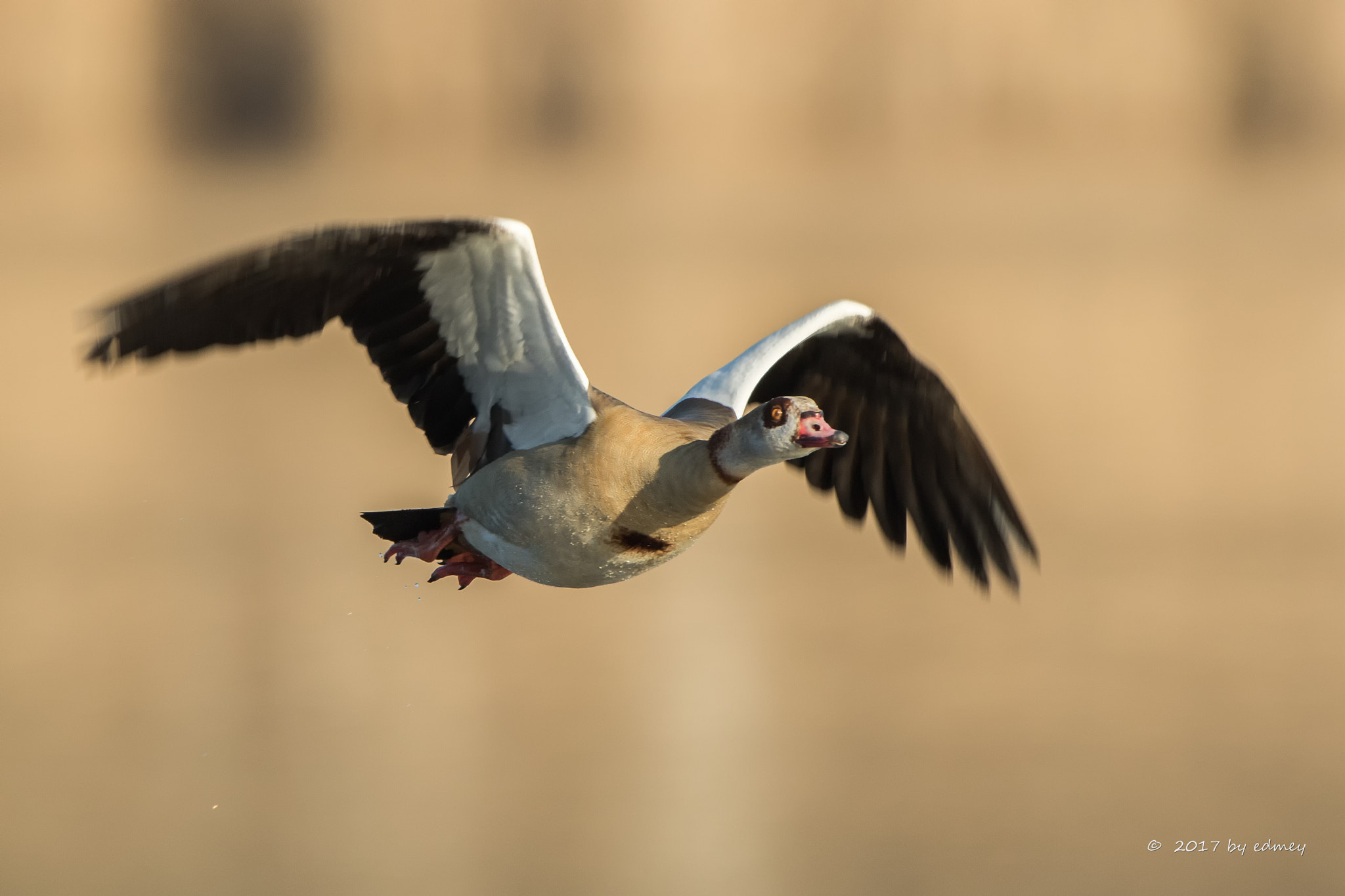 Canon EF 500mm F4L IS USM sample photo. Egyptian goose photography