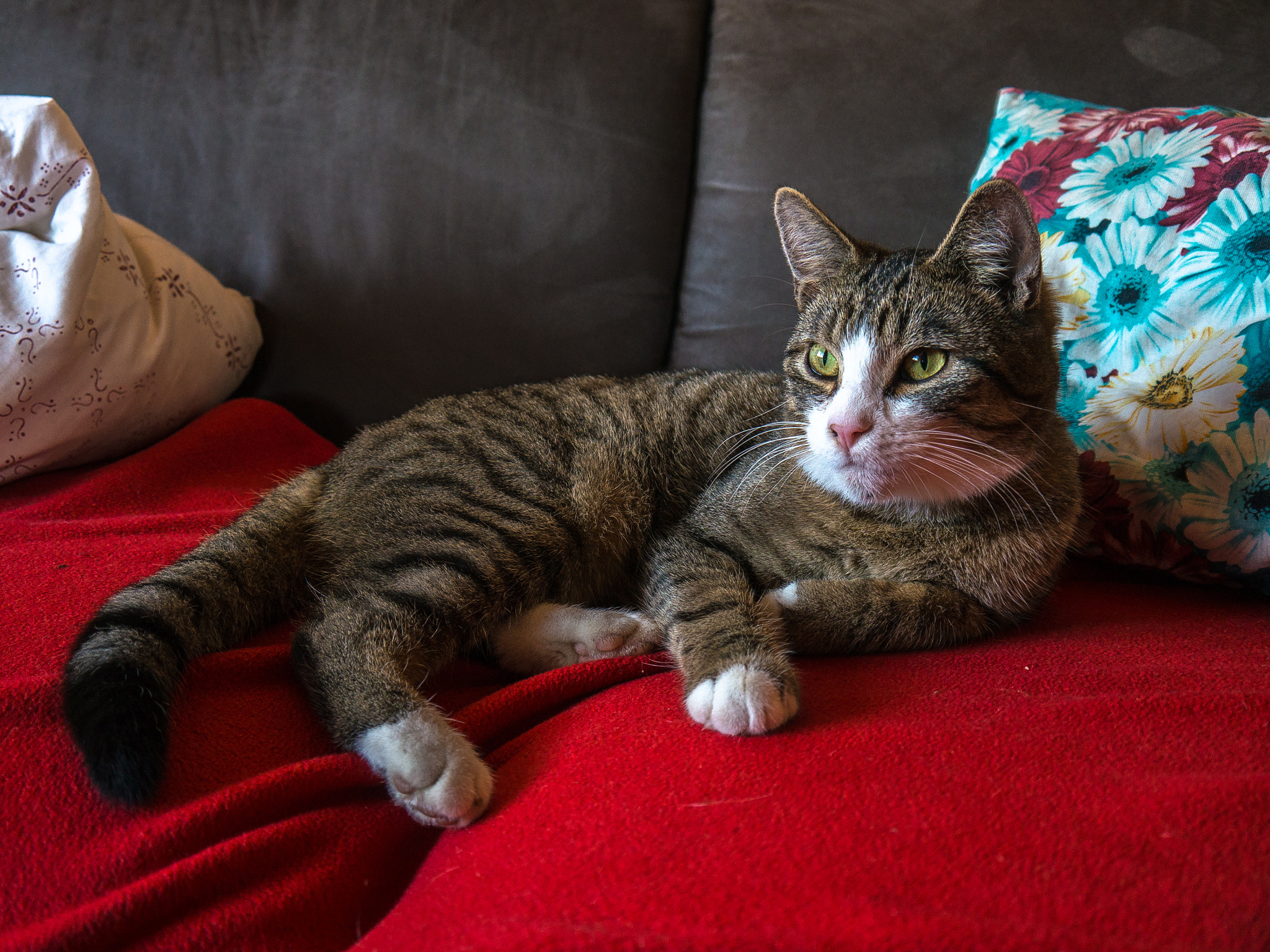 Panasonic Lumix DMC-G5 sample photo. Aufmerksame katze / attentive cat photography
