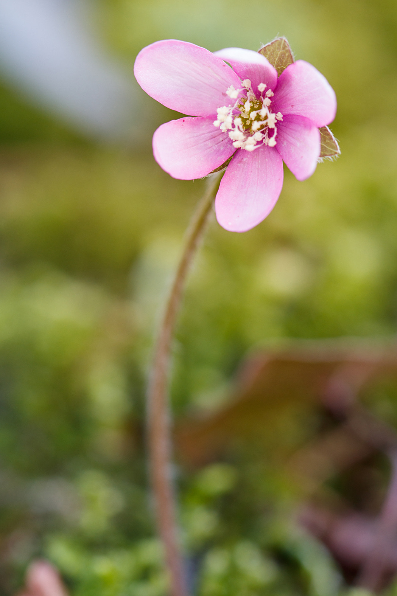 Canon EF 100mm F2.8 Macro USM sample photo. Spring photography
