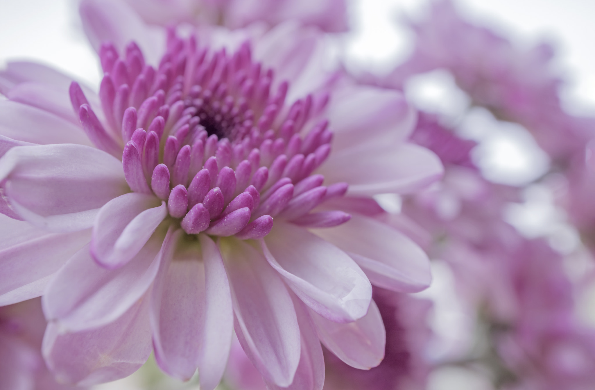 Canon EOS M3 + Canon EF-M 28mm F3.5 Macro IS STM sample photo. Color of spring photography