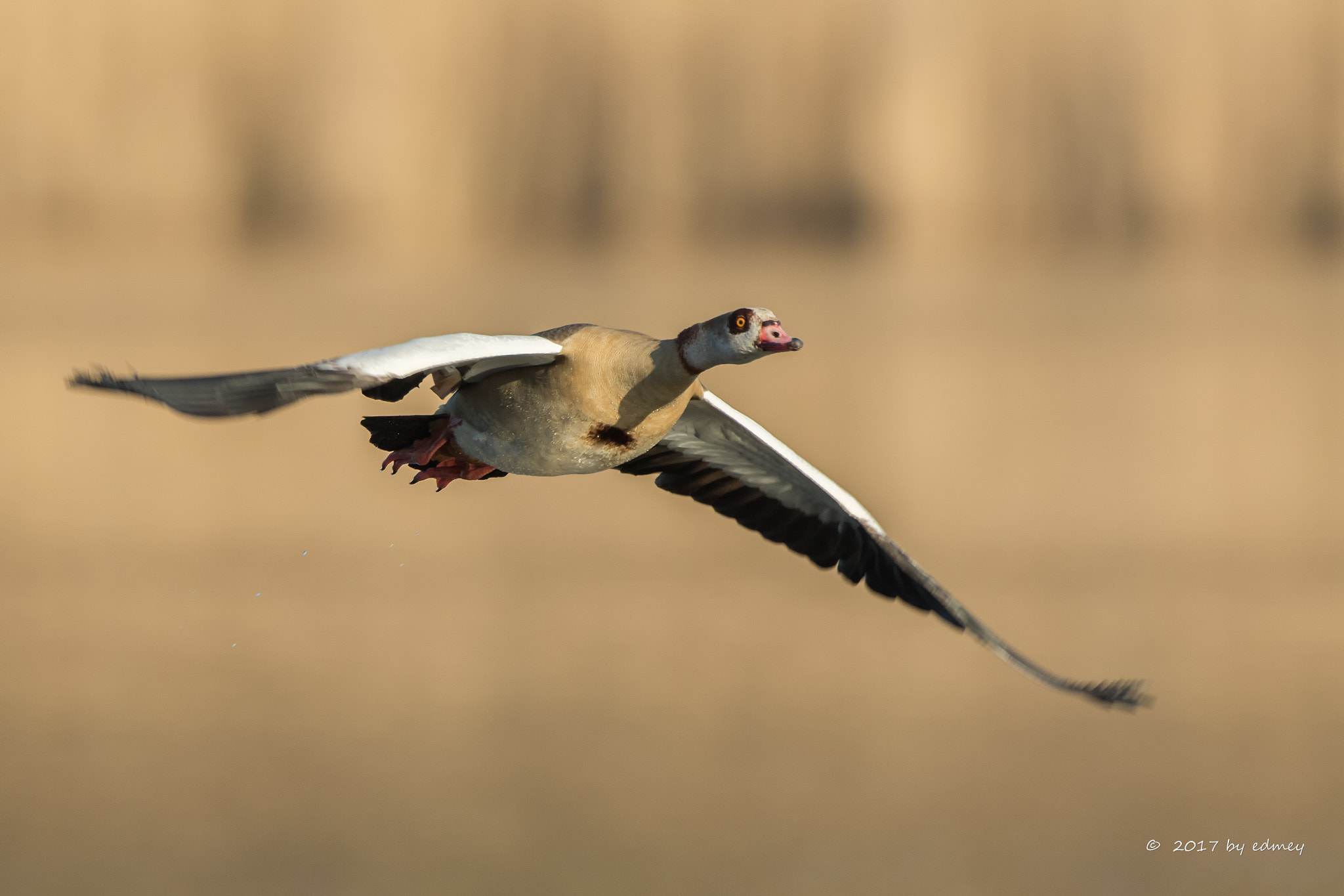 Canon EF 500mm F4L IS USM sample photo. Nijlgans photography