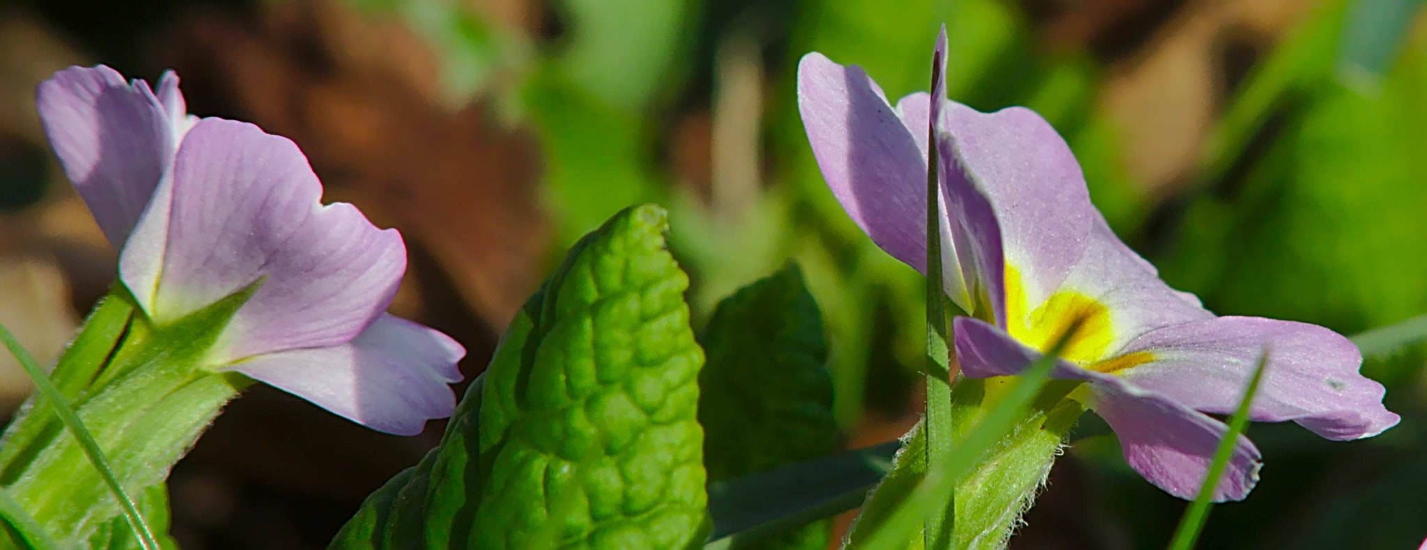 Canon EOS 700D (EOS Rebel T5i / EOS Kiss X7i) sample photo. Frühlings blumen photography