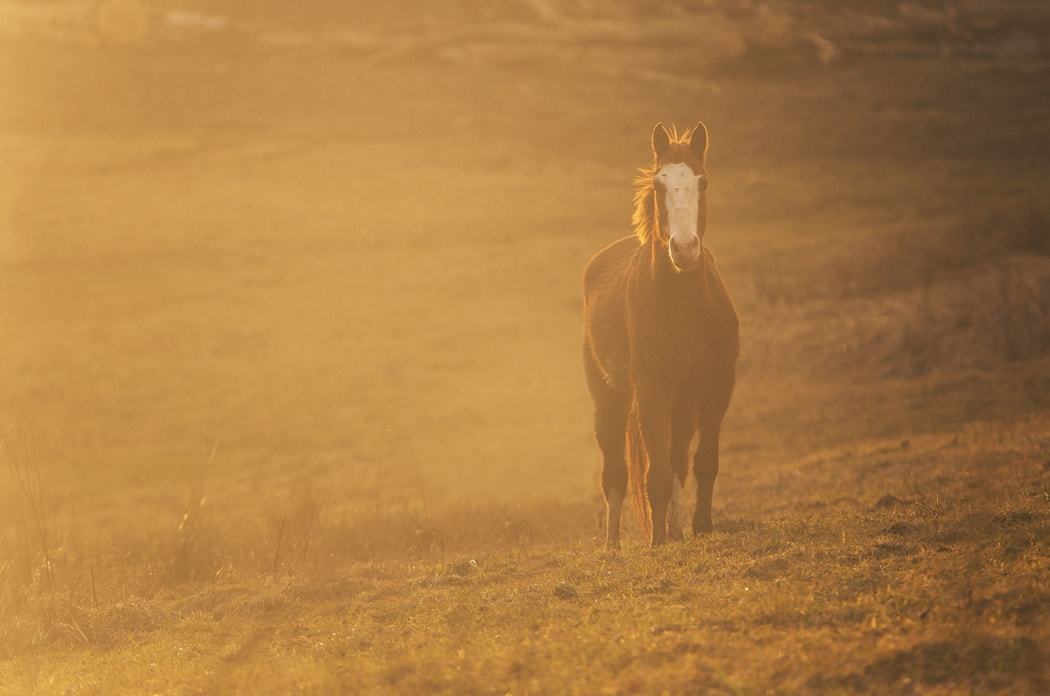 Tamron SP 150-600mm F5-6.3 Di VC USD sample photo. Horse photography
