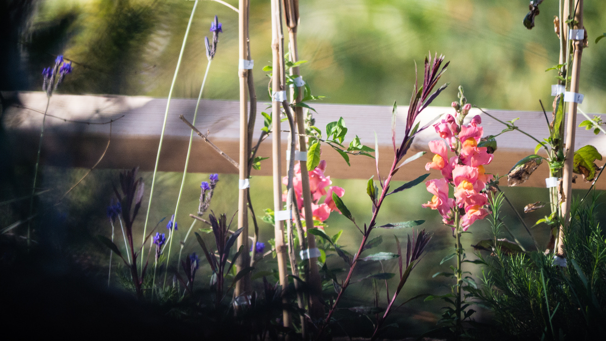 Panasonic Lumix DMC-GX7 sample photo