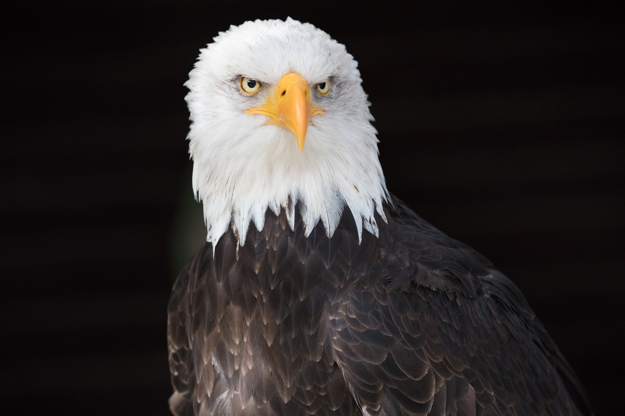 150-600mm F5-6.3 DG OS HSM | Contemporary 015 sample photo. Bald eagle photography