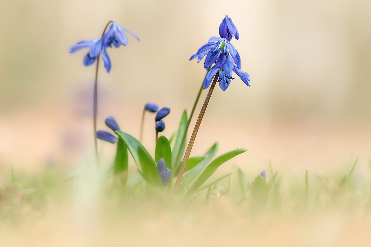 Canon EOS 7D + Tamron SP AF 90mm F2.8 Di Macro sample photo. Scilla (disambiguation) photography