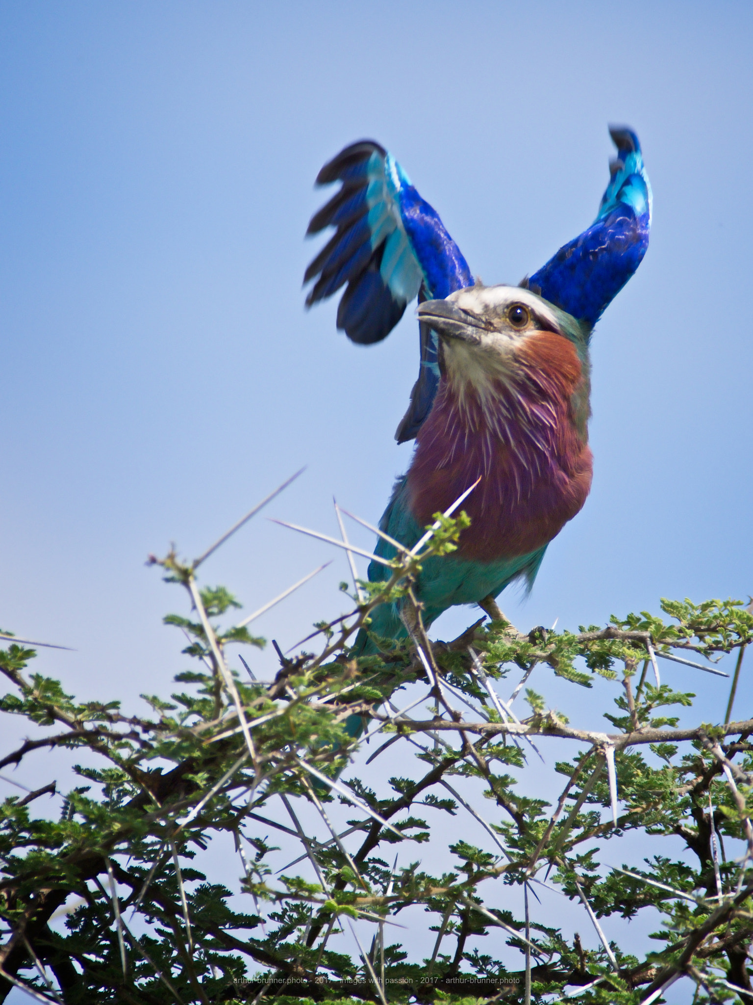 Olympus OM-D E-M1 Mark II + Olympus Zuiko Digital ED 90-250mm F2.8 sample photo. Lilac breasted roller photography