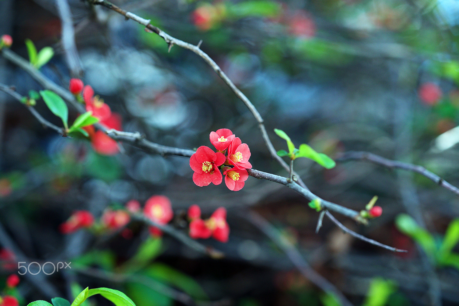 Sony FE 85mm F1.4 GM sample photo. Breaking down the dreams we make real photography