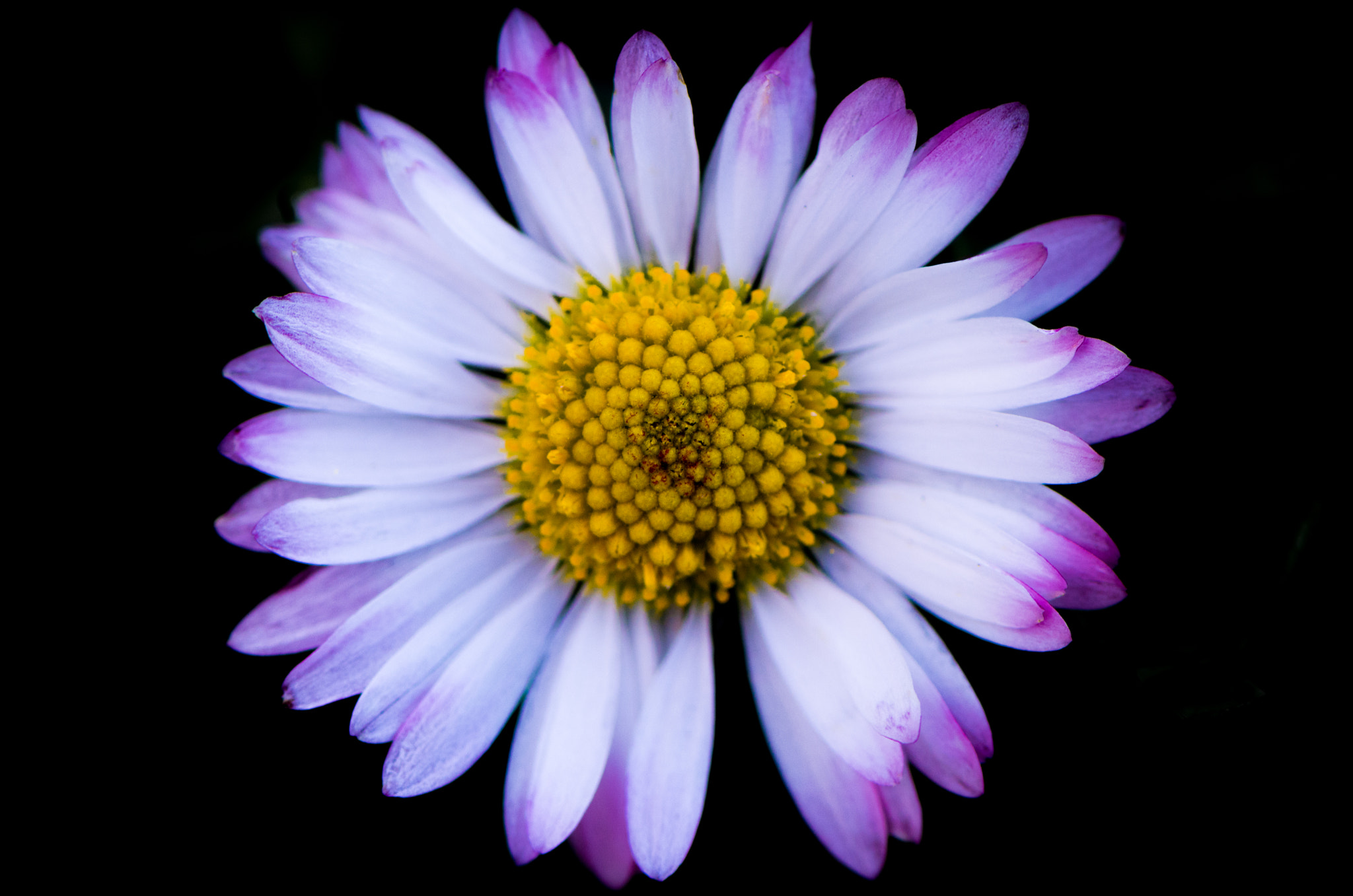 Nikon AF-S Micro-Nikkor 105mm F2.8G IF-ED VR sample photo. Daisy photography