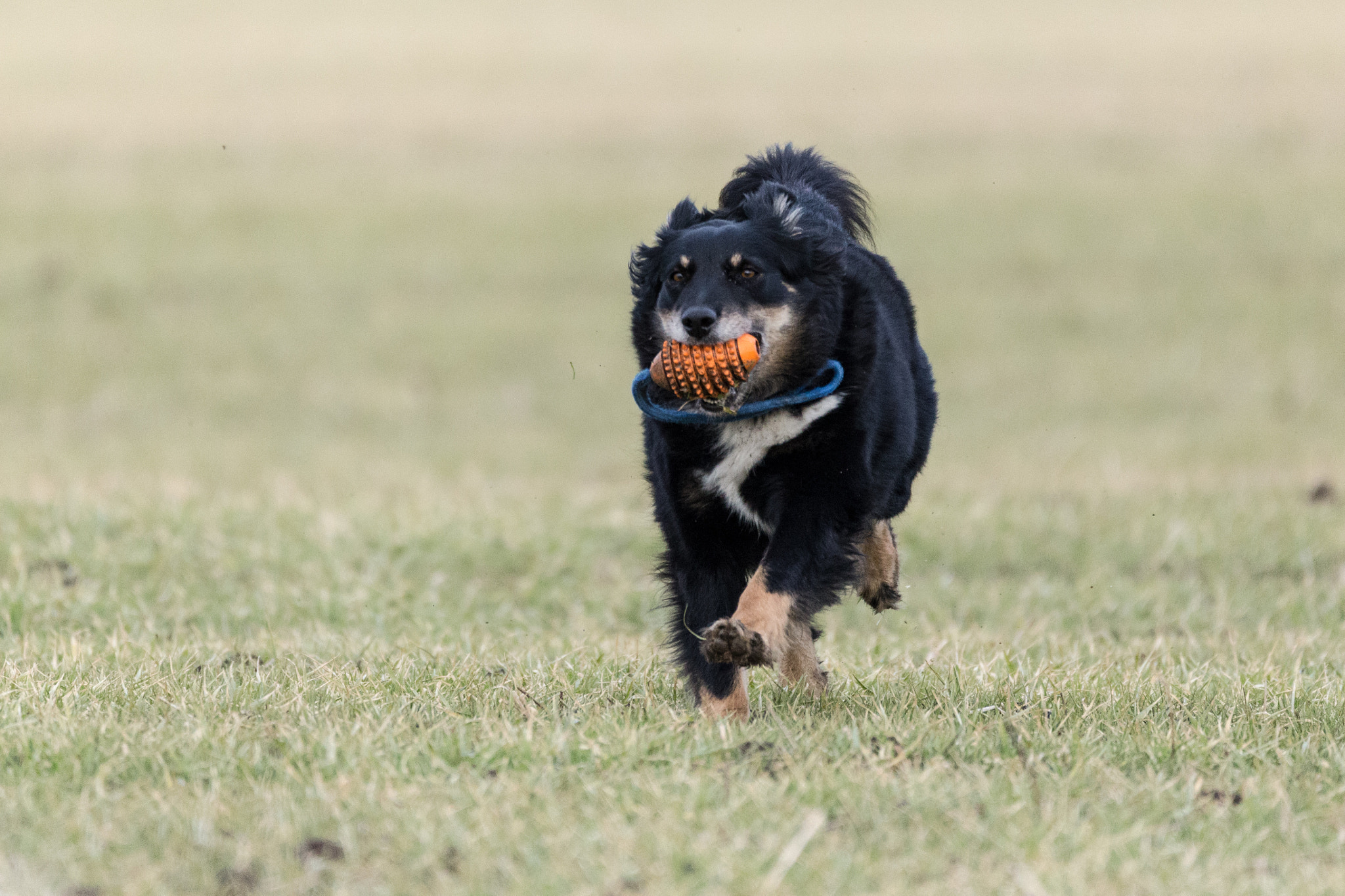 Sigma 150-600mm F5-6.3 DG OS HSM | C sample photo. Nelly_running_1 photography