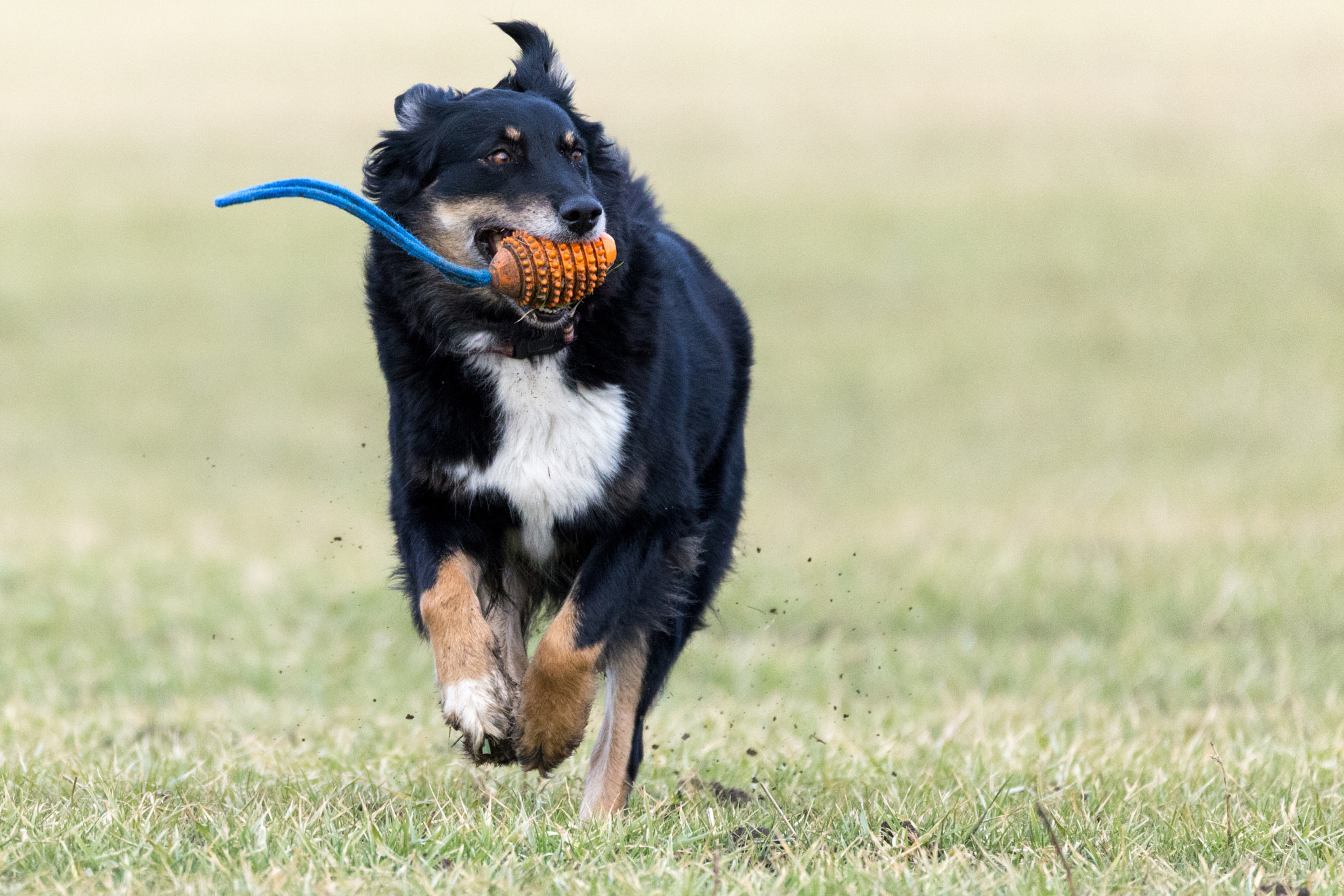 Sigma 150-600mm F5-6.3 DG OS HSM | C sample photo. Nelly_running_2 photography