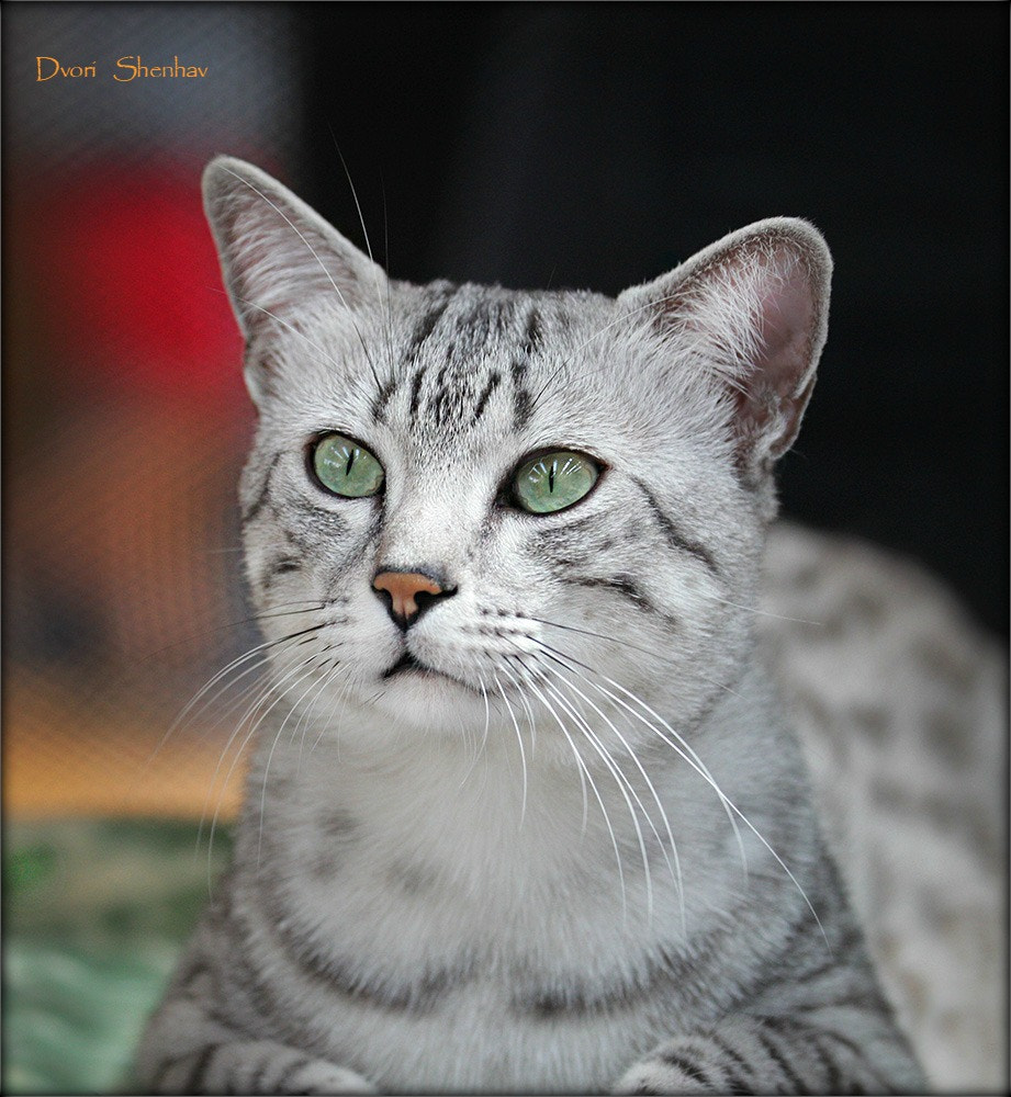 Canon EF 70-300mm F4-5.6L IS USM sample photo. The prince photography