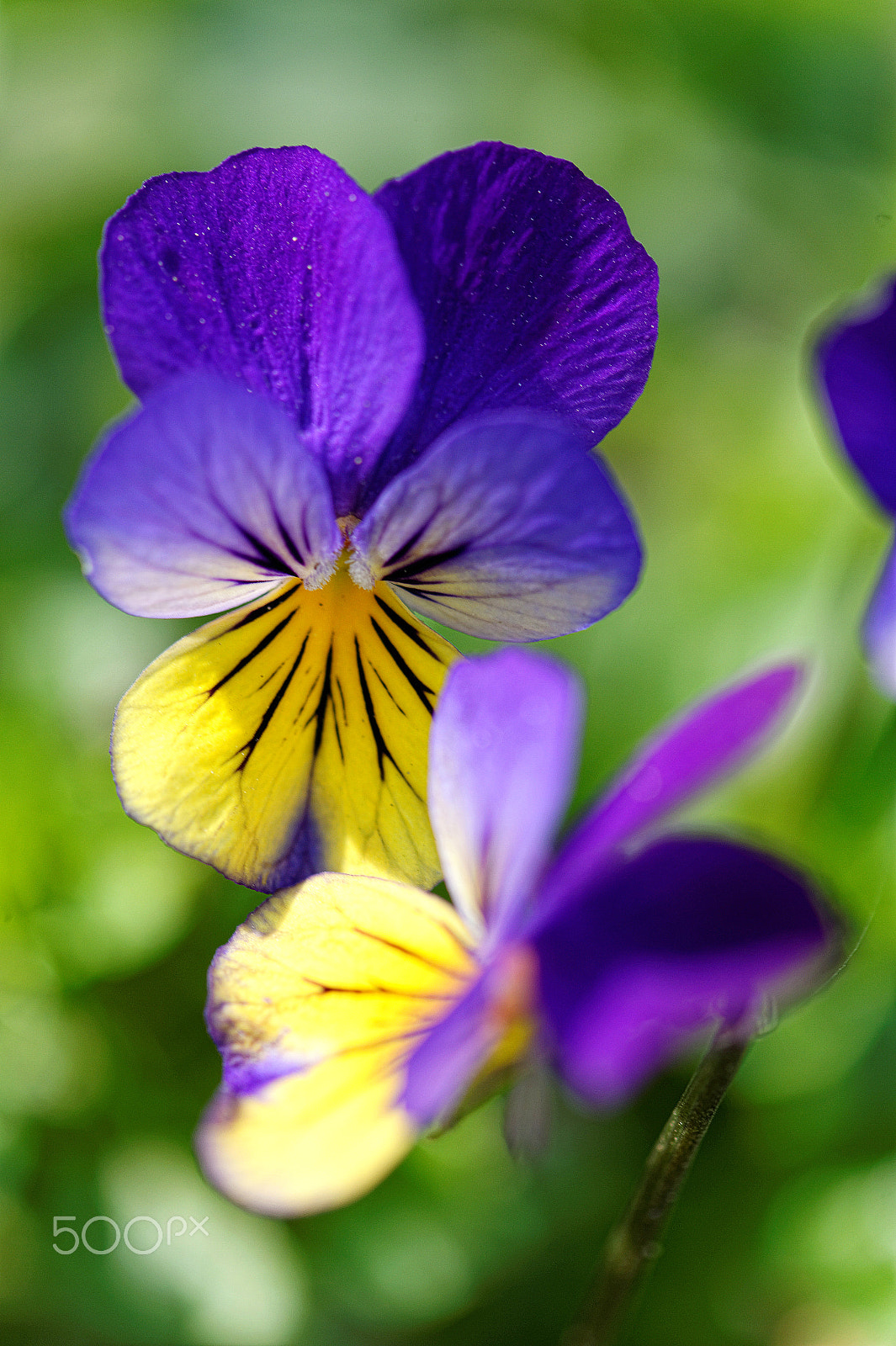 Nikon AF-S Micro-Nikkor 105mm F2.8G IF-ED VR sample photo. Conversation photography