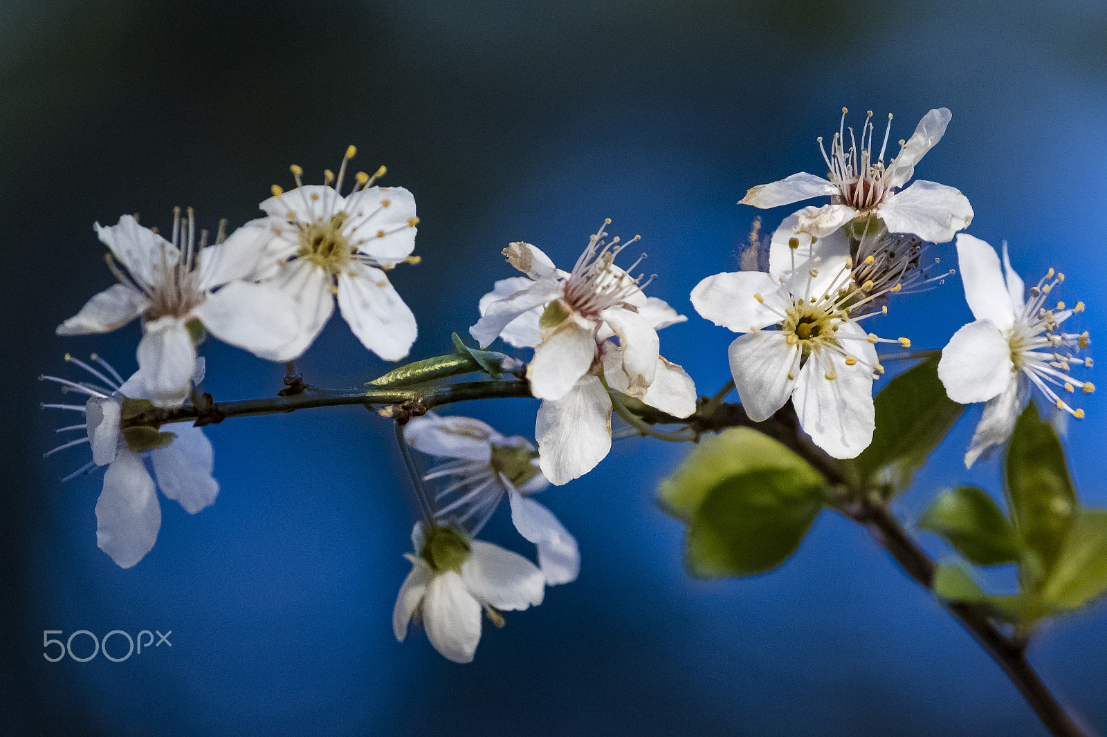 Canon EF-S 55-250mm F4-5.6 IS II sample photo. Fiori di ciliegio photography