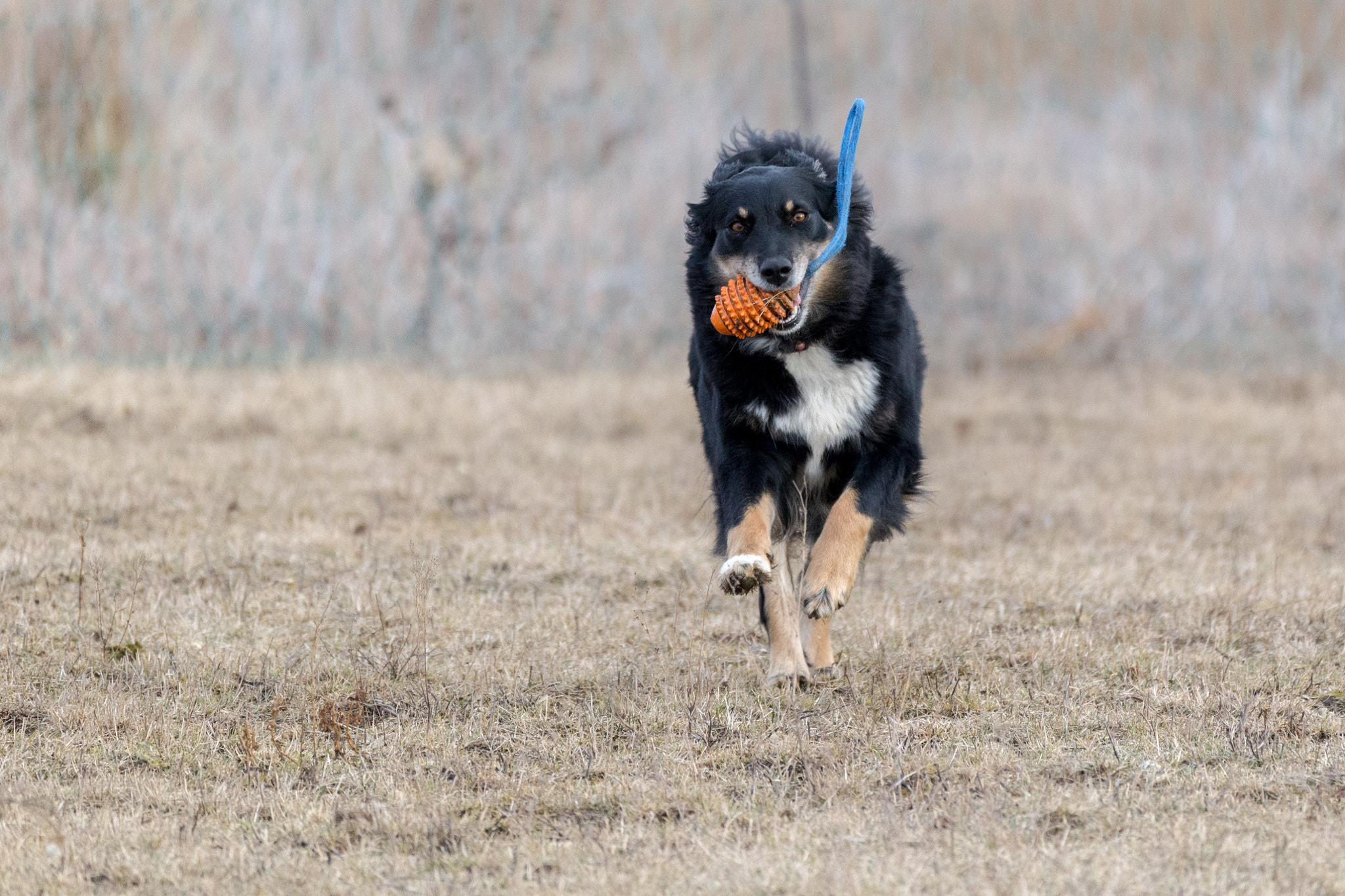 Sigma 150-600mm F5-6.3 DG OS HSM | C sample photo. Nelly_running_3 photography