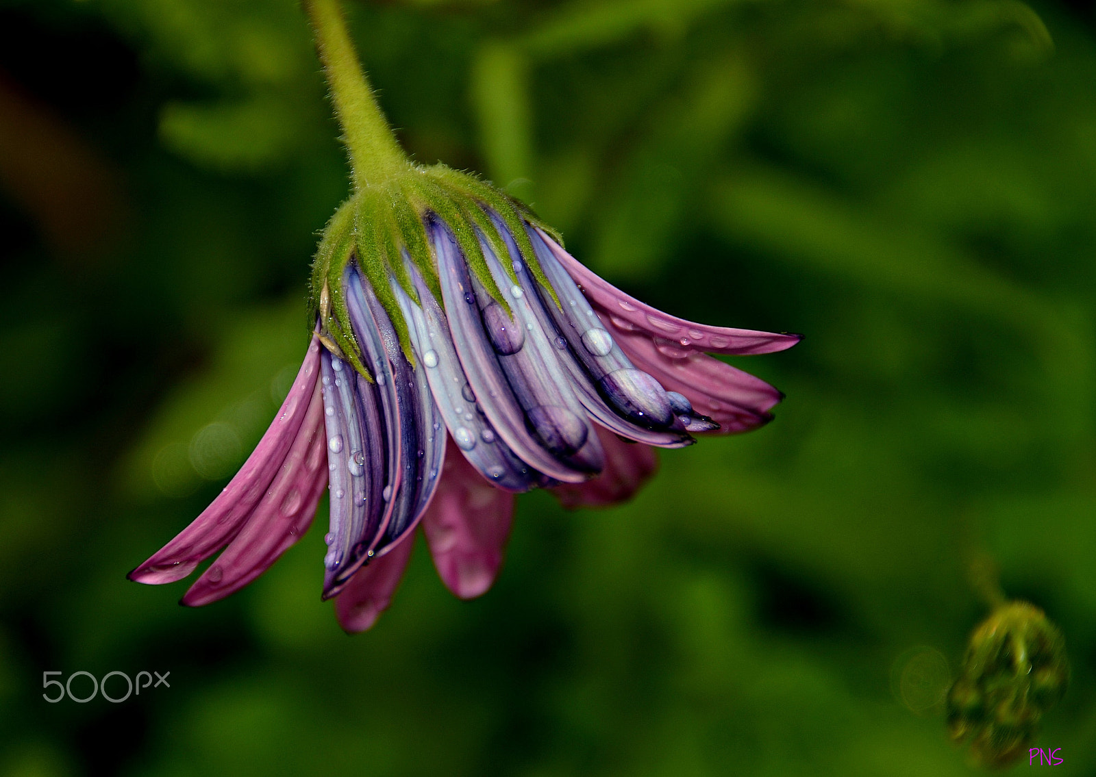 Sigma 18-200mm F3.5-6.3 II DC OS HSM sample photo. Like a bell photography