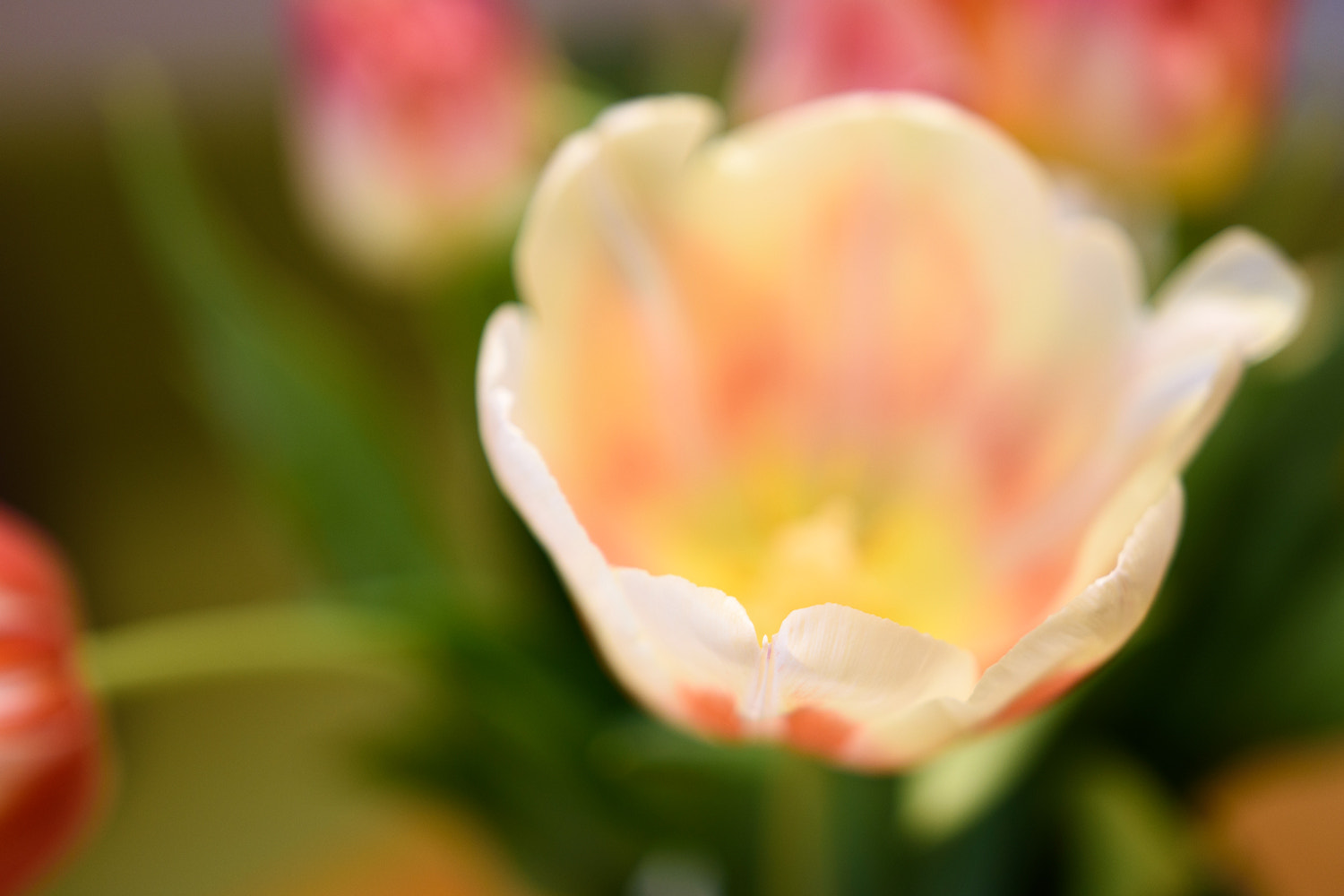 Nikon D7200 + Sigma 18-35mm F1.8 DC HSM Art sample photo. Tulip photography