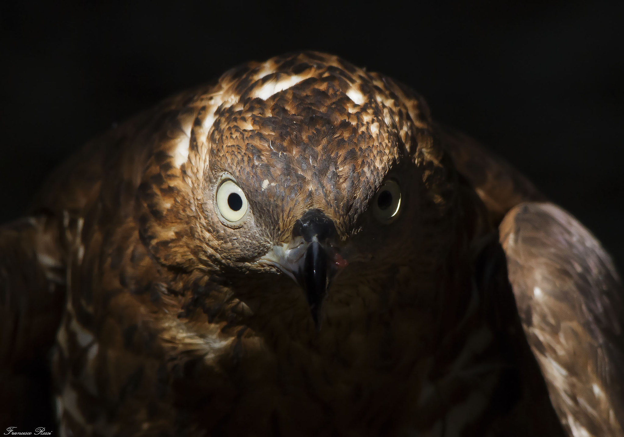 Sigma 150-500mm F5-6.3 DG OS HSM sample photo. Honey buzzard (captivity), falco pecchiaiolo photography