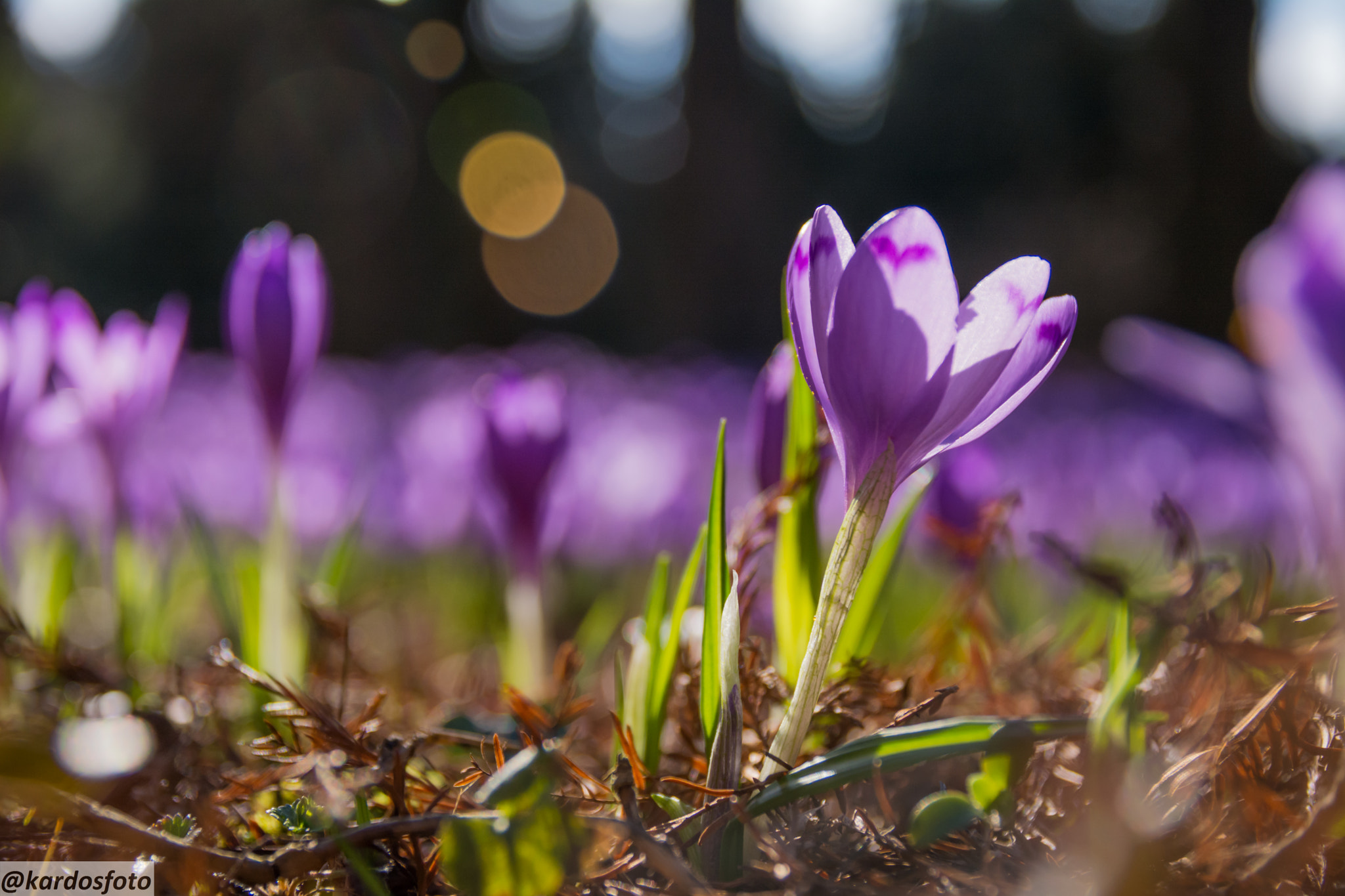 Sigma 17-70mm F2.8-4 DC Macro OS HSM | C sample photo. Tavaszodik photography