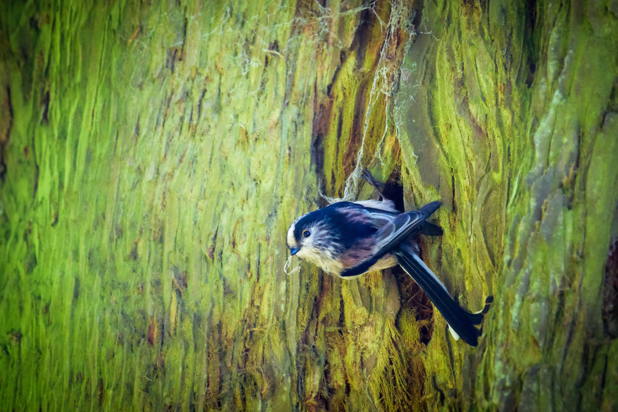 Nikon AF-S Nikkor 200-500mm F5.6E ED VR sample photo. Long tailed tit photography