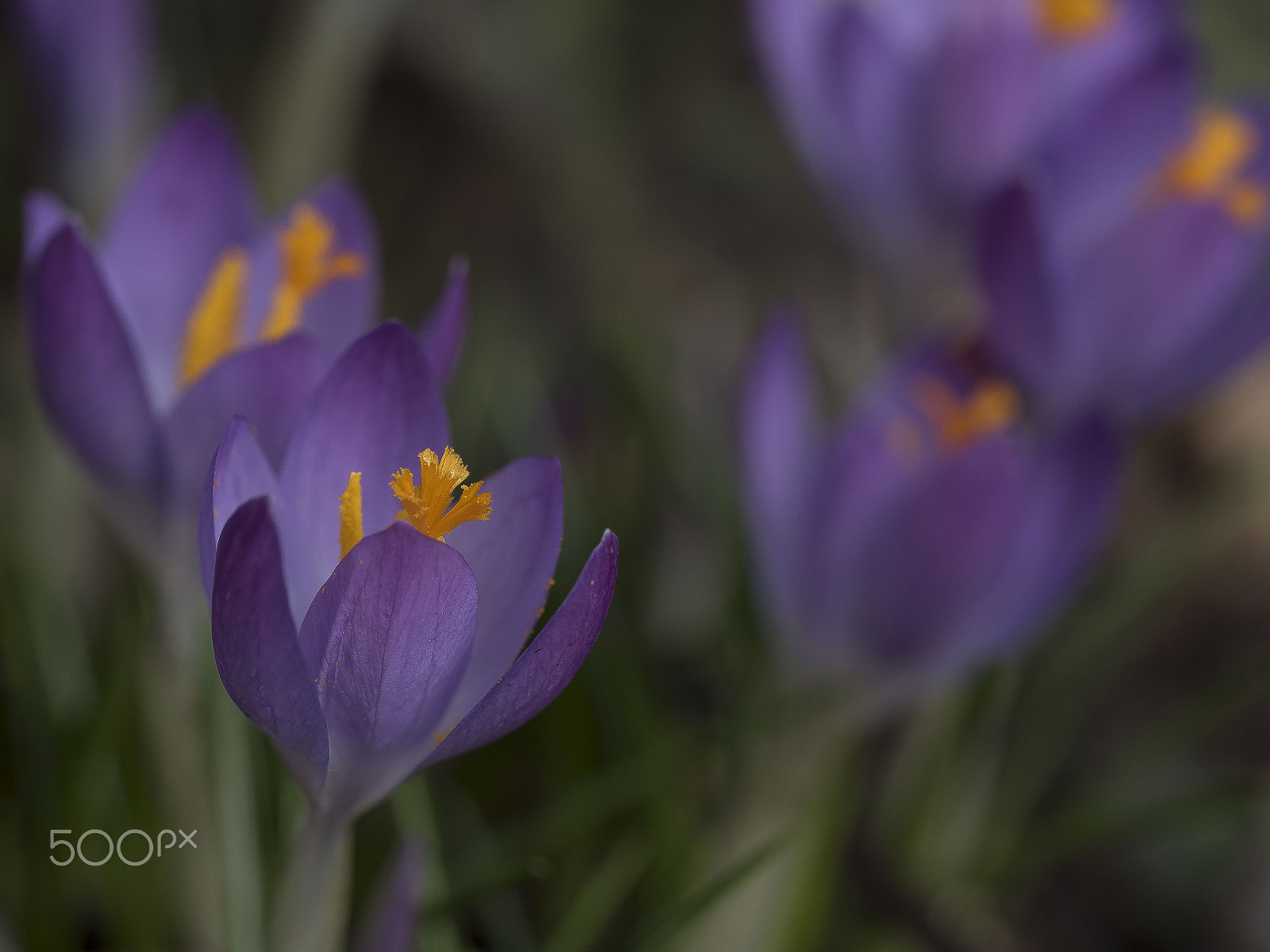 Olympus M.Zuiko Digital ED 60mm F2.8 Macro sample photo. Crocus photography