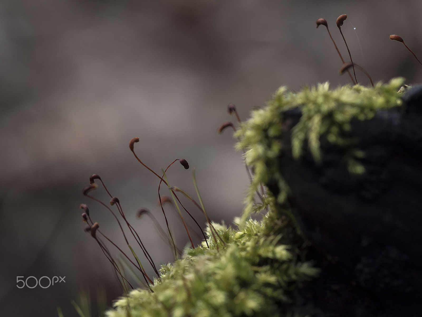 Olympus M.Zuiko Digital ED 60mm F2.8 Macro sample photo. Moss-covered photography
