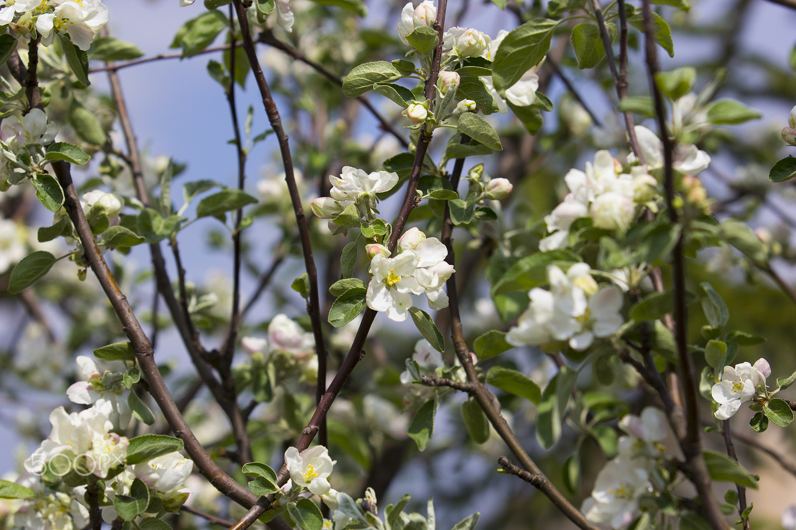 Canon EF 70-200mm F2.8L USM sample photo. Apple-tree blossoms photography