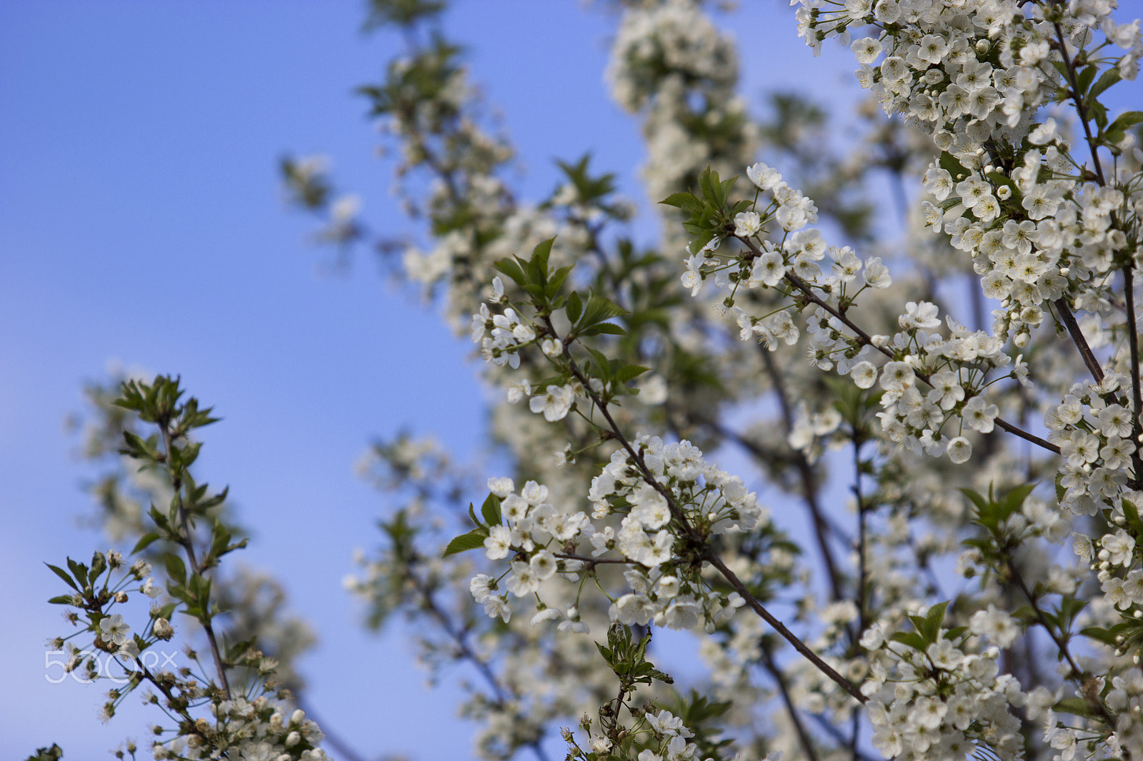 Canon EOS 60D + Canon EF 70-200mm F2.8L USM sample photo. Apple-tree blossoms photography