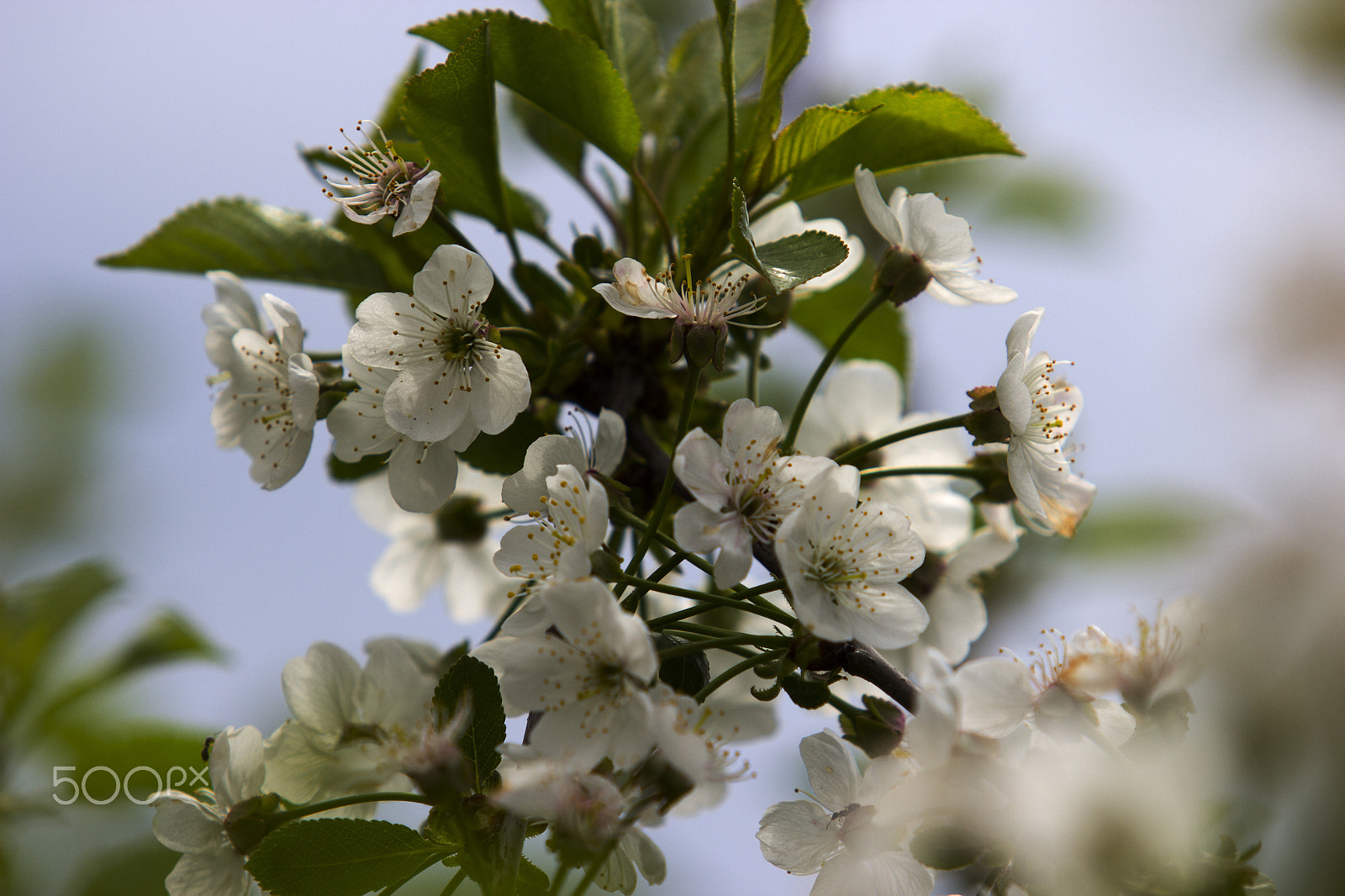 Canon EF 70-200mm F2.8L USM sample photo. Apple-tree blossoms photography